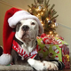 Illustration for article titled Sadness and Difficulty Abound - So Show Off Your Christmas Pet!